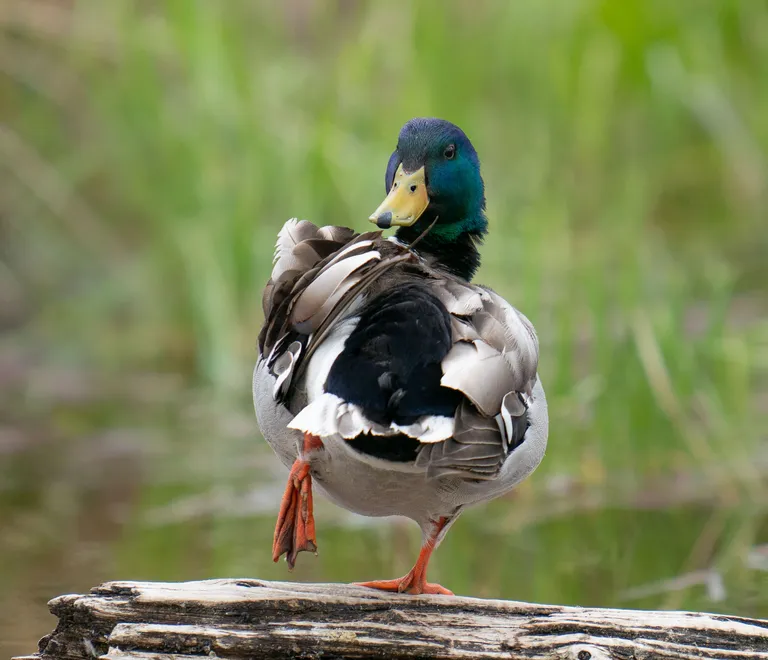Mallard
