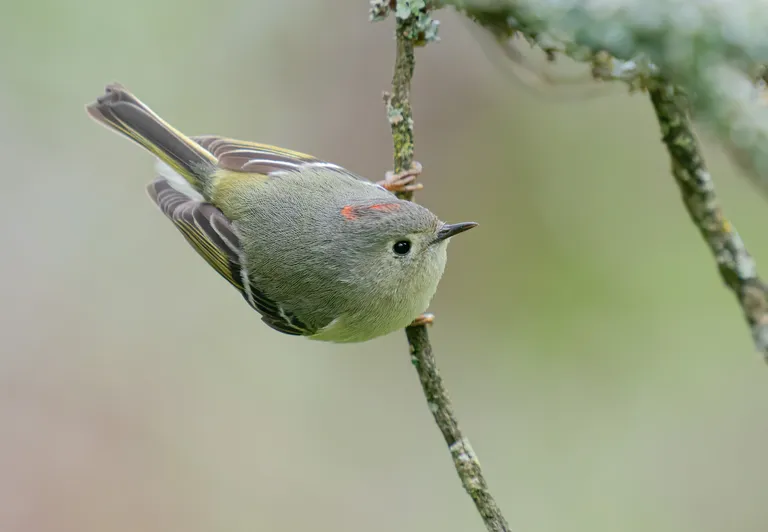 Ruby-crowned Kinglet