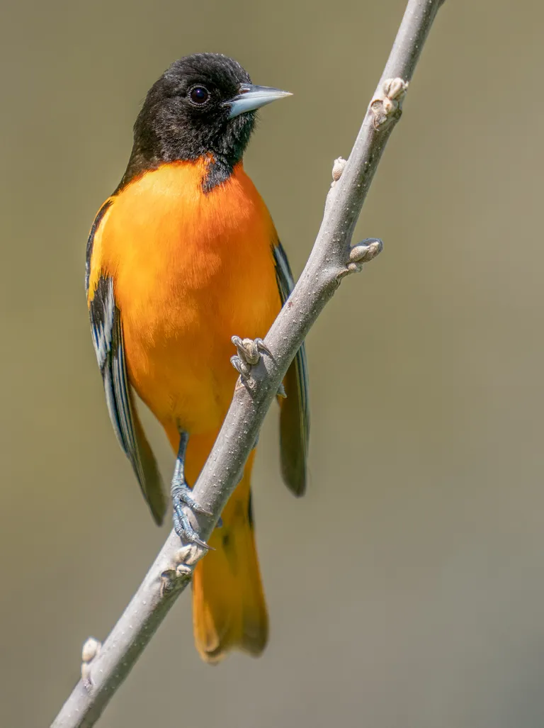 Baltimore Oriole