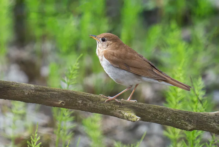 Veery