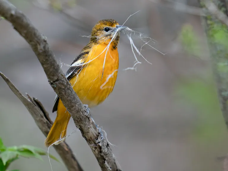 Baltimore Oriole, female