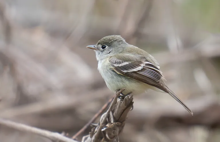 Least Flycatcher