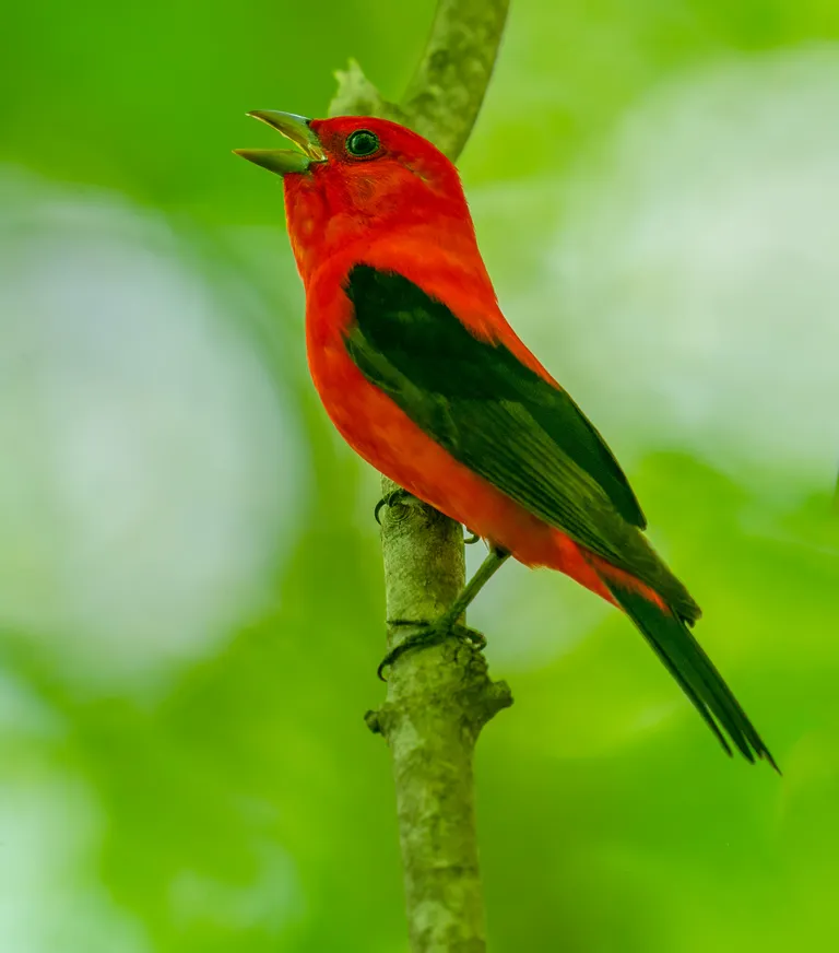 Scarlet Tanager, male