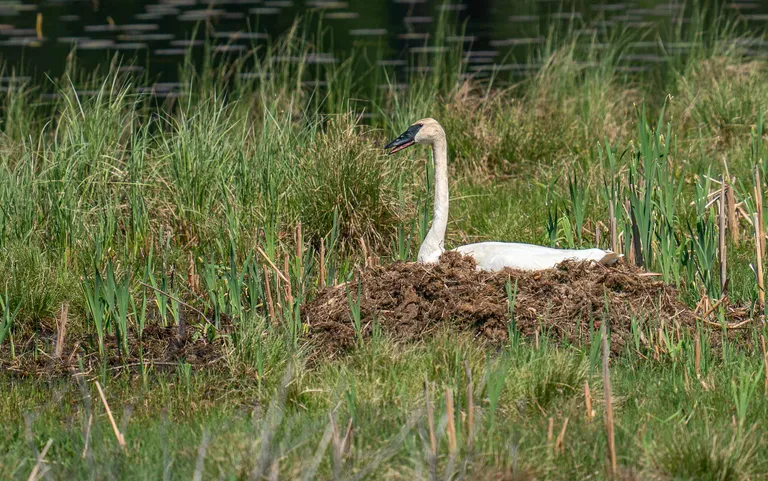 Trumpeter Swam