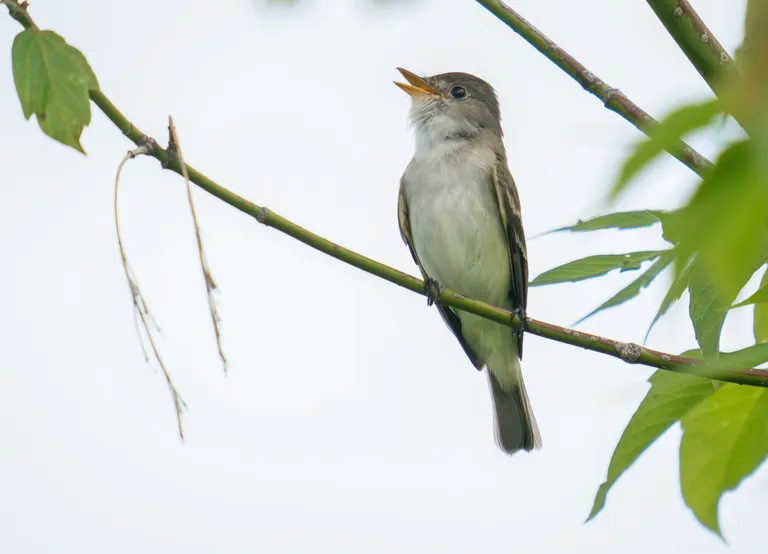 Willow Flycatcher