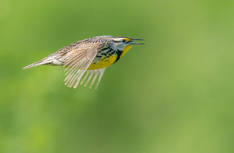 Eastern Meadowlark