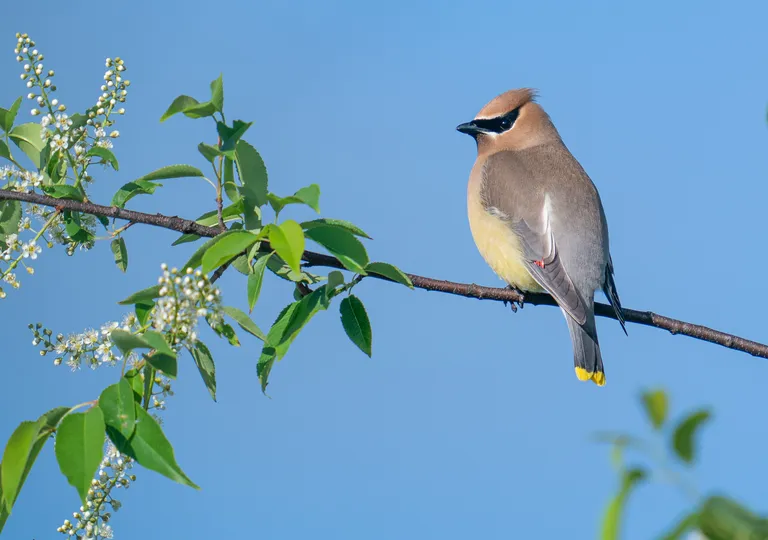 Cedar Waxwing