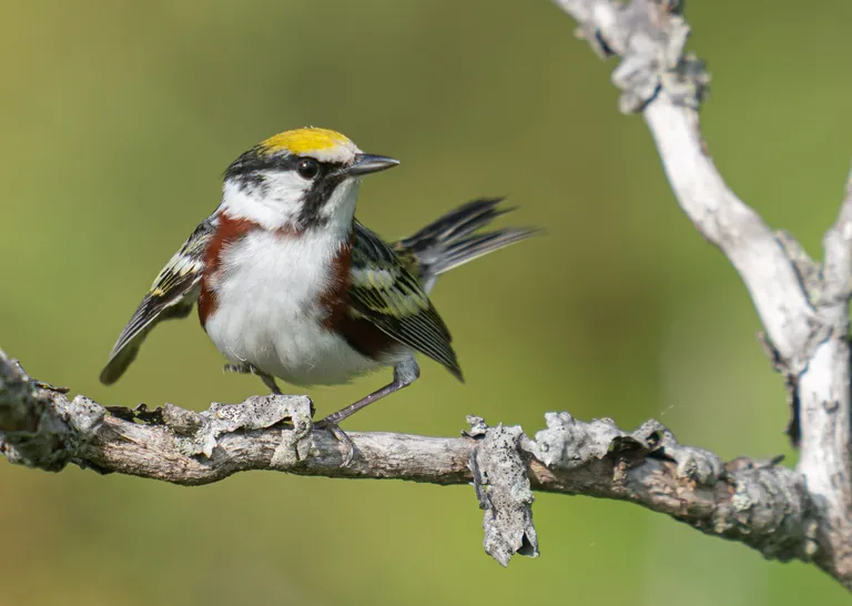 Chestnut-sided Warbler, male