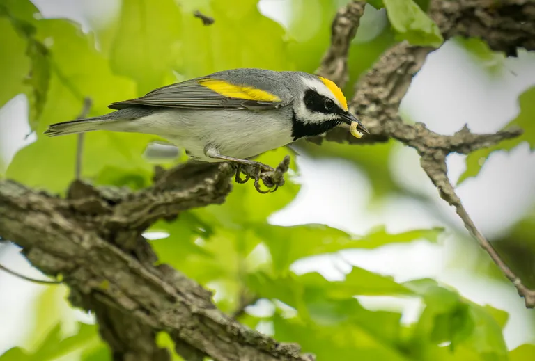 Golden-winged Warbler
