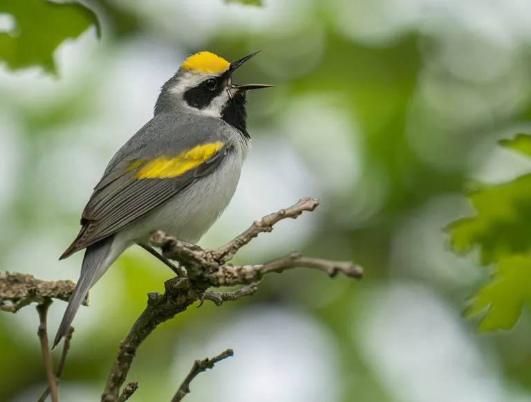 Golden-winged Warbler