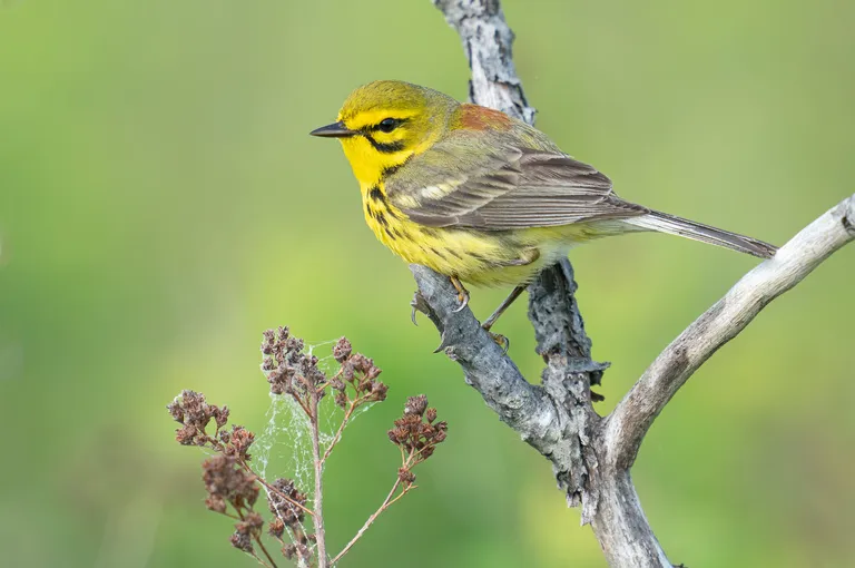 Prairie Warbler