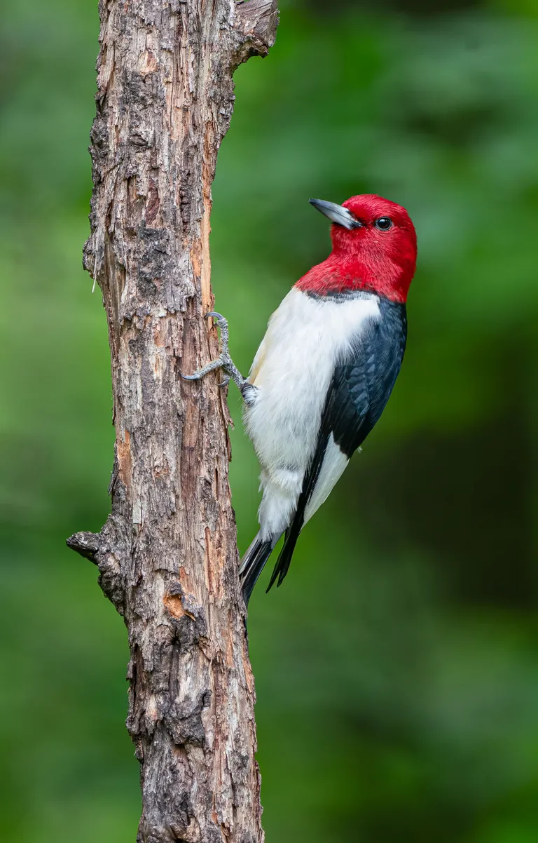 Red-headed Woodpecker