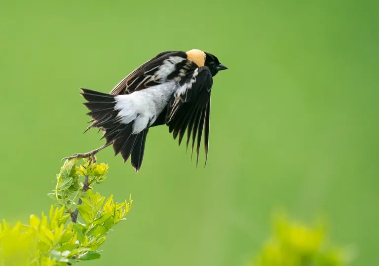 Bobolink