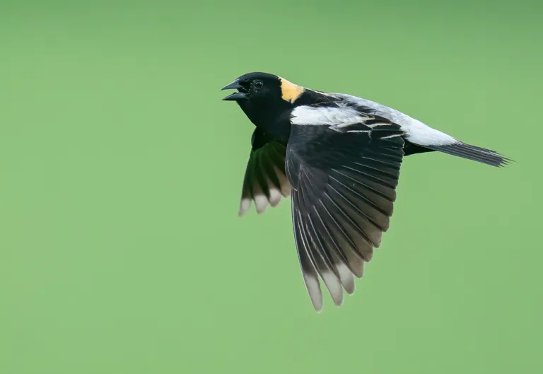 Bobolink