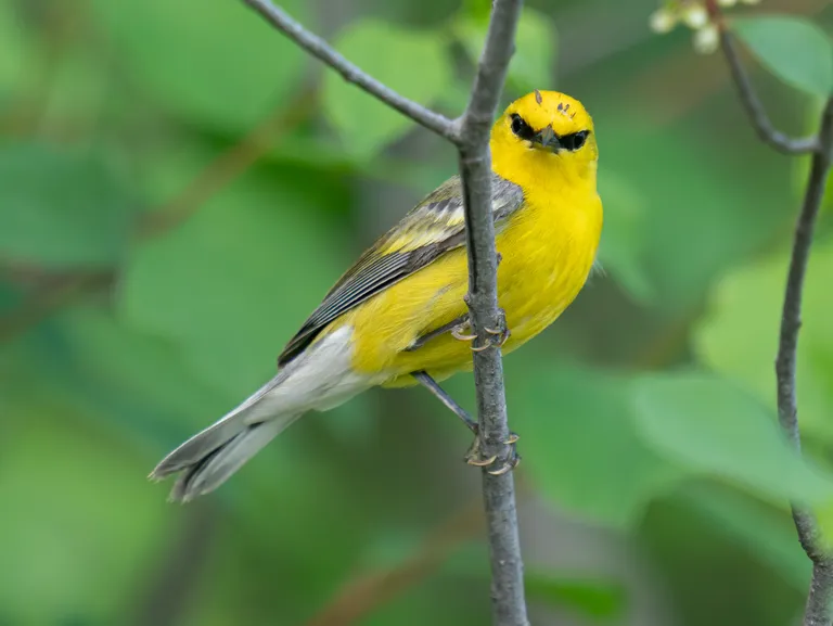 Blue-winged Warbler