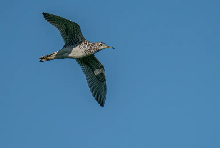 Upland Sandpiper