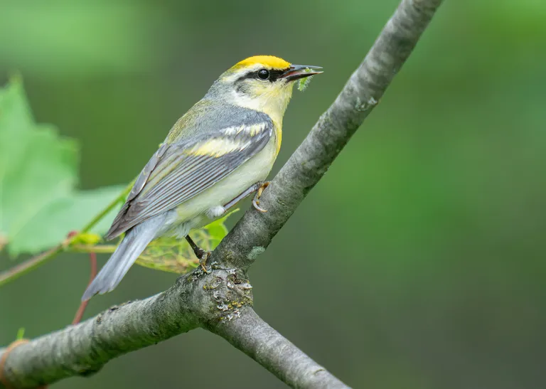 Brewster's Warbler (Golden-winged x Blue-winged cross)