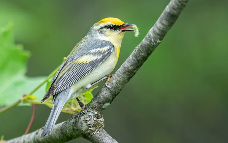 Brewster's Warbler (Golden-winged x Blue-winged cross)