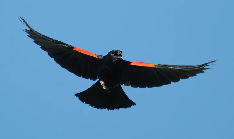 Red-winged Blackbird