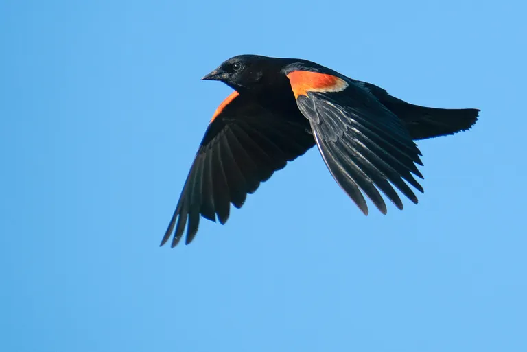 Red-winged Blackbird