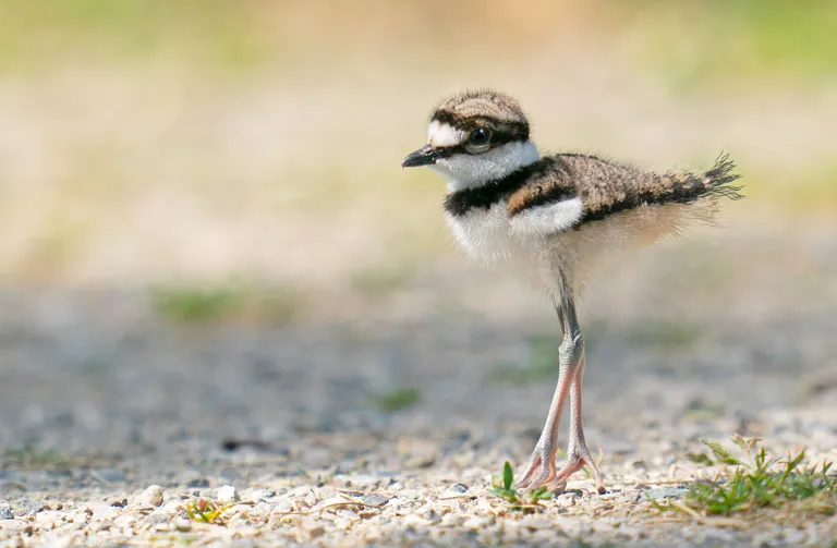 Killdeer youngster
