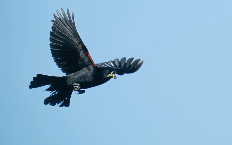 Red-winged Blackbird