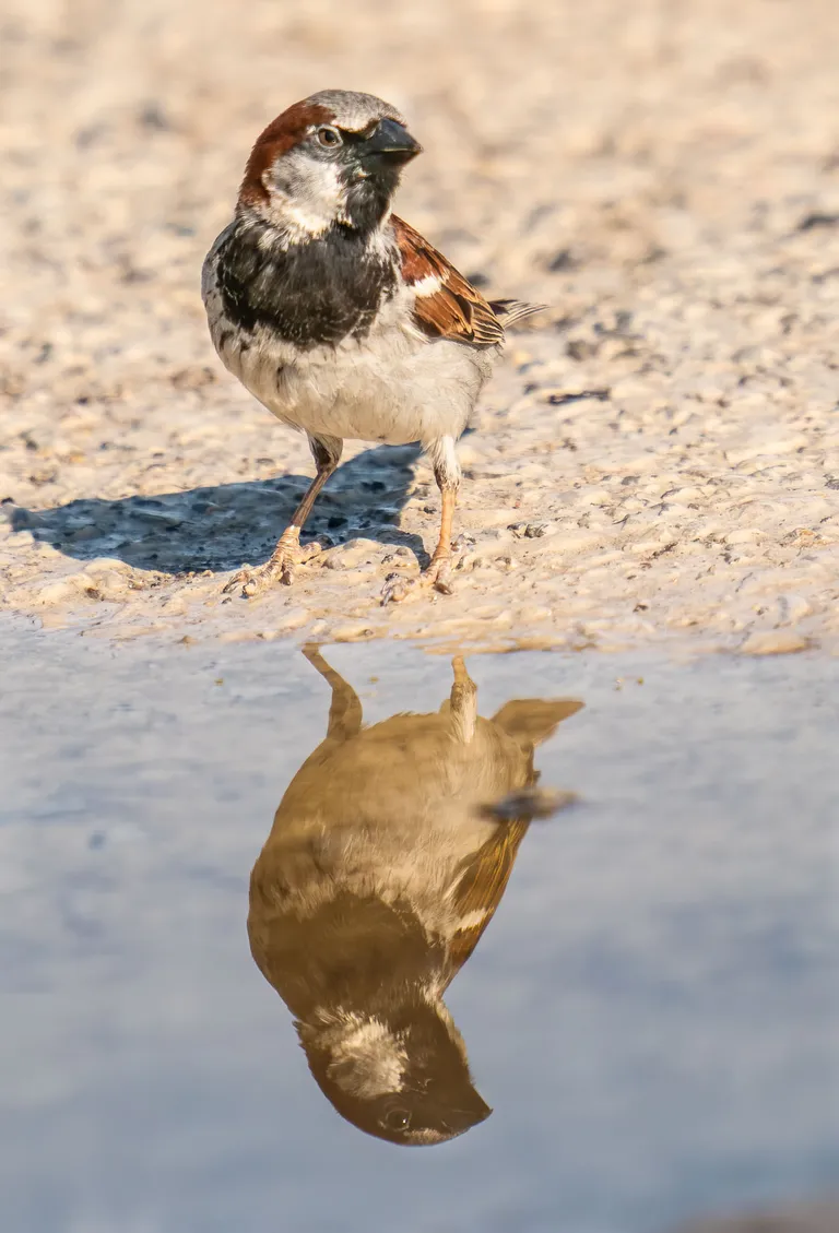 House Sparrow