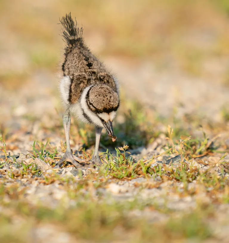 Killdeer