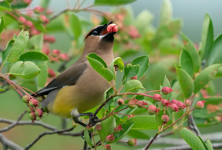 Cedar Waxwing