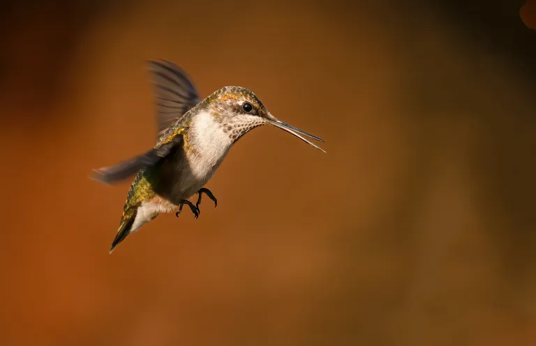 Ruby-throated Hummingbird