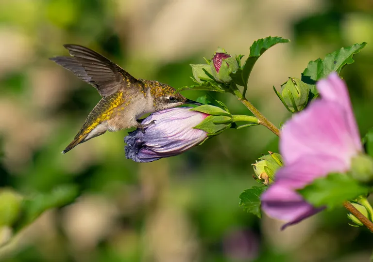 Ruby-throated Hummingbird
