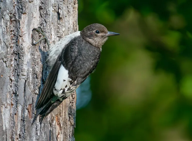 Red-headed Woodpecker, juvenile