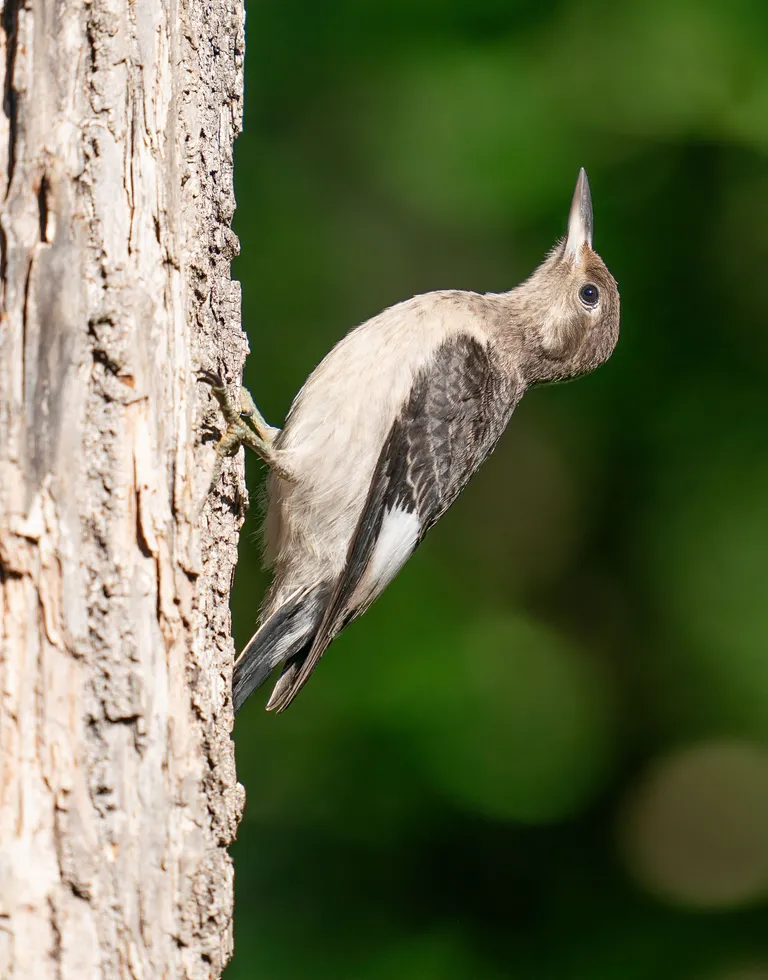 Red-headed Woodpecker, juvenile
