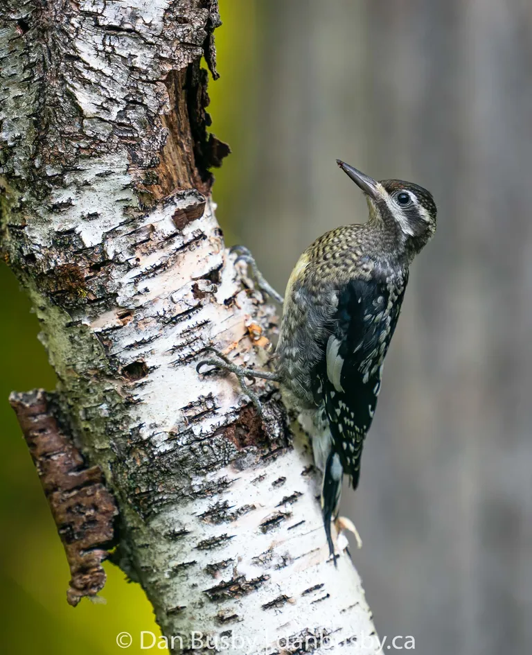 Yellow-bellied Sapsucker, juvenile