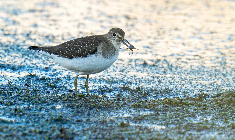 Solitary Sandpiper