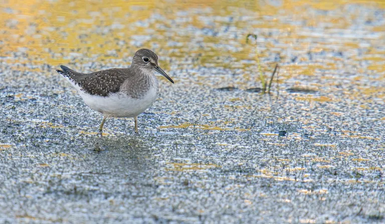 Solitary Sandpiper