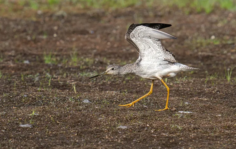 Greater Yellowlegs