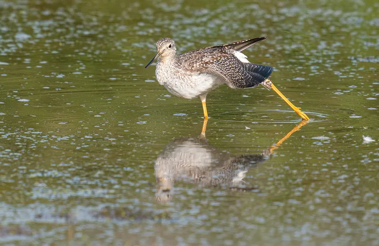 Greater Yellowlegs