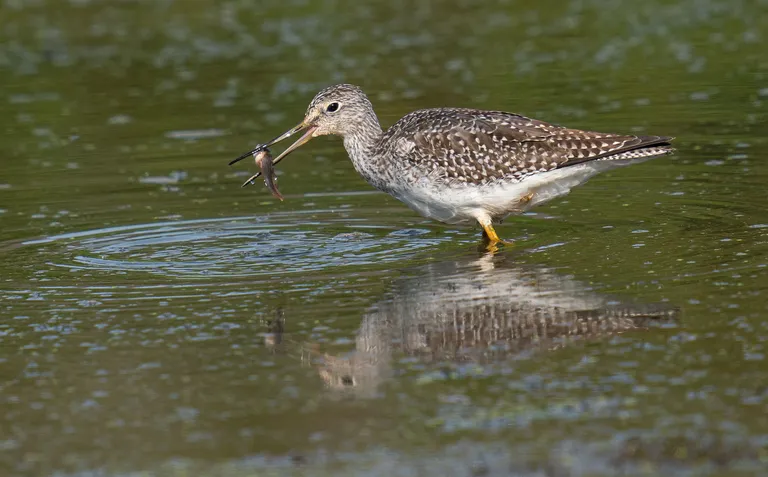 Greater Yellowlegs