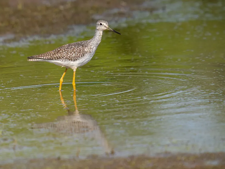 Greater Yellowlegs
