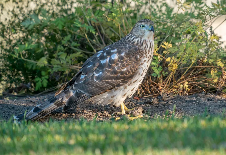 Cooper's Hawk, juvenile