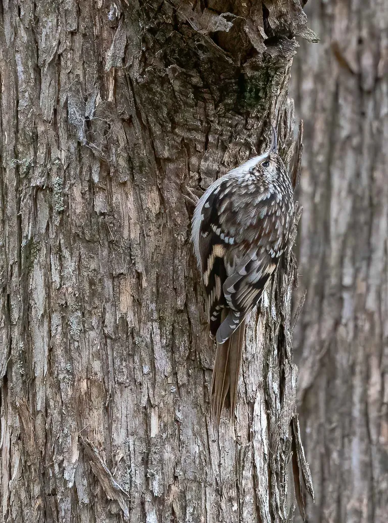 Brown Creeper