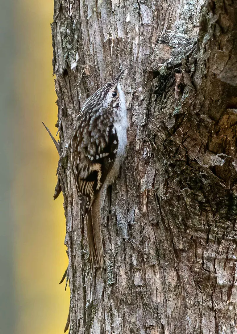 Brown Creeper