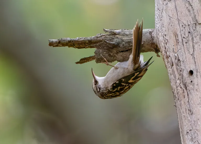 Brown Creeper