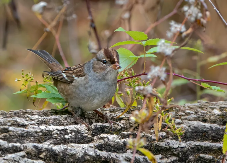 White-crowned Sparrow, immature