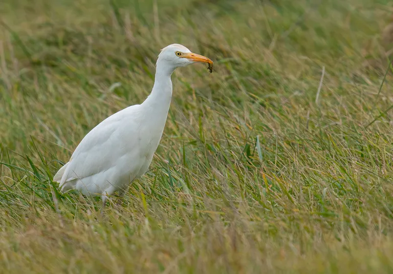 Cattle Egret