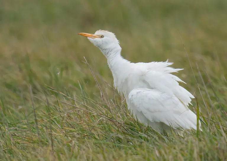 Cattle Egret