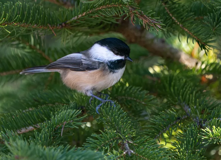 Black-capped Chickadee