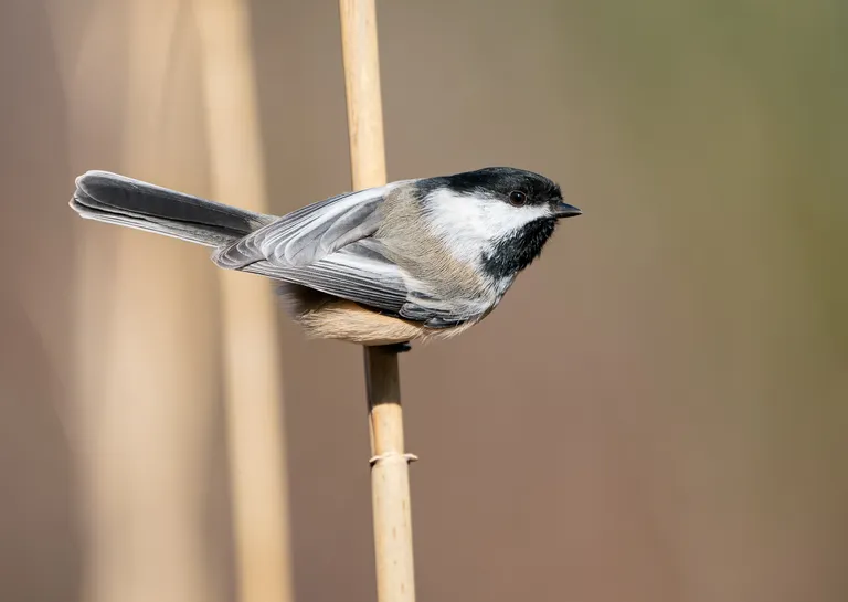 Black-capped Chickadee
