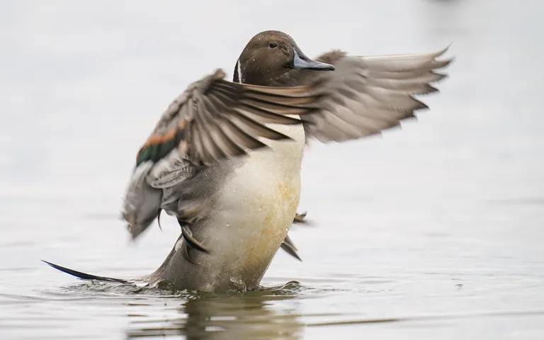 Northern Pintail, male